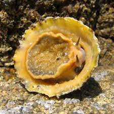 limpet